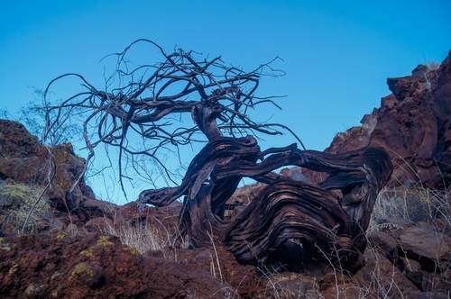 Juniperus californica (California Juniper)