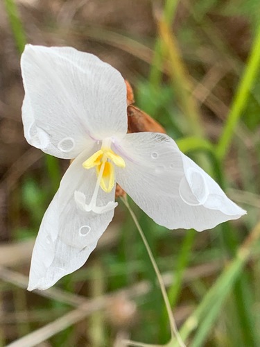 Patersonia occidentalis (Purple Flag) (alternate view 2)