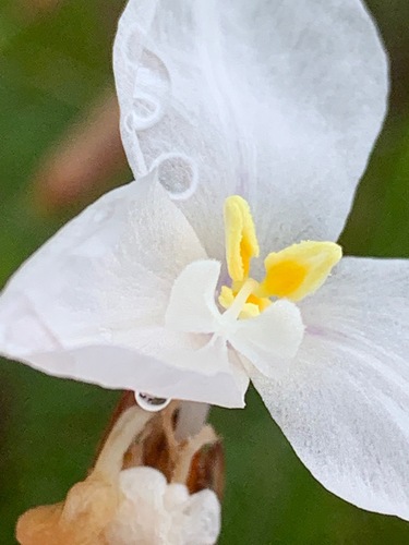 Patersonia occidentalis (Purple Flag) (alternate view 3)