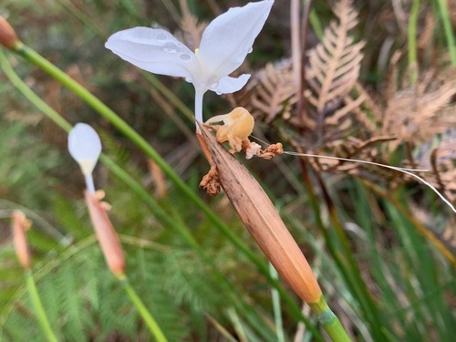 Patersonia occidentalis (Purple Flag) (alternate view 4)