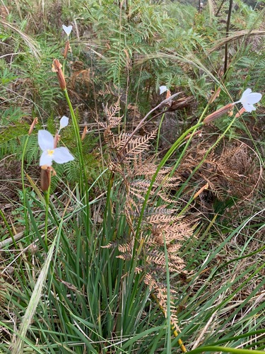 Patersonia occidentalis (Purple Flag) (alternate view 5)