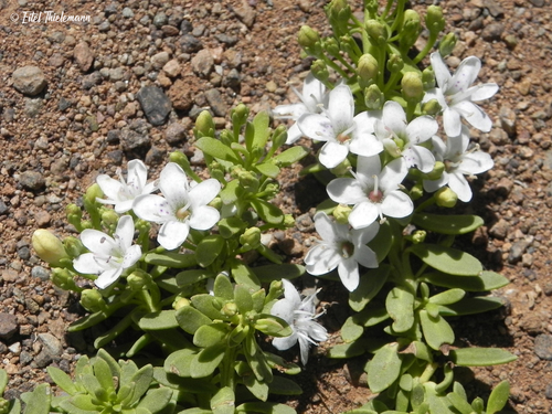 Myoporum parvifolium (alternate view 7)