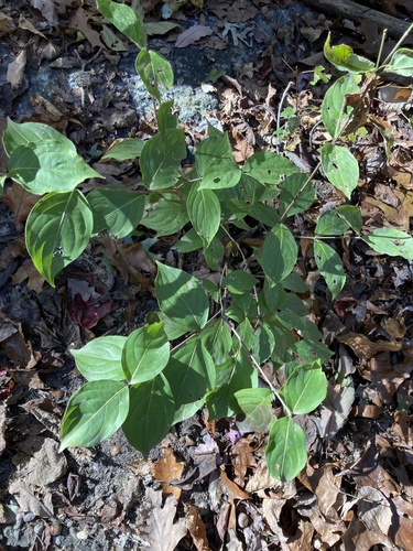 Cornus kousa (kousa dogwood) (alternate view 6)
