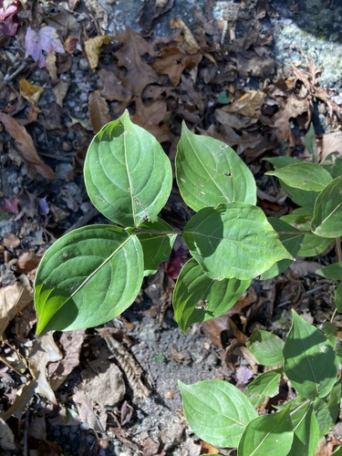 Cornus kousa (kousa dogwood) (alternate view 7)