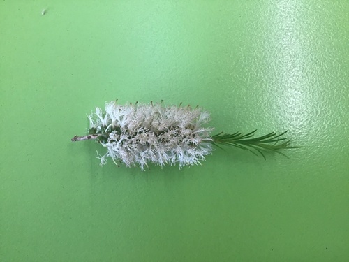 Melaleuca armillaris (Bracelet Honey-myrtle) (alternate view 9)