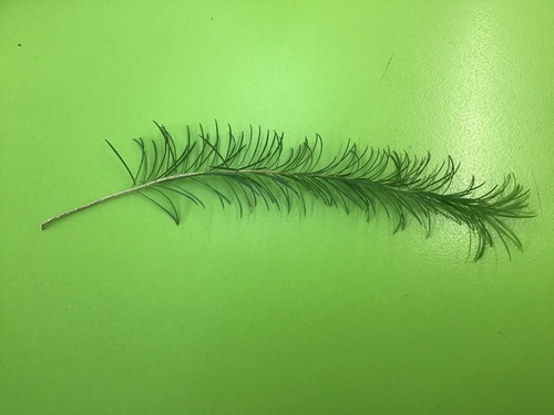 Melaleuca armillaris (Bracelet Honey-myrtle) (alternate view 10)