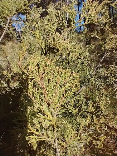Juniperus scopulorum (Rocky Mountain Juniper) (alternate view 5)