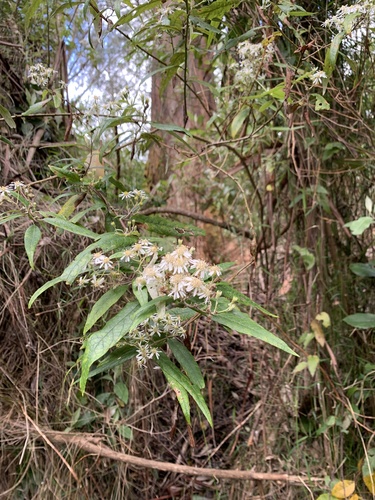 Olearia lirata (snowy daisy-bush) (alternate view 6)