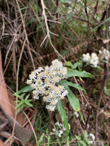 Olearia lirata (snowy daisy-bush) (alternate view 8)
