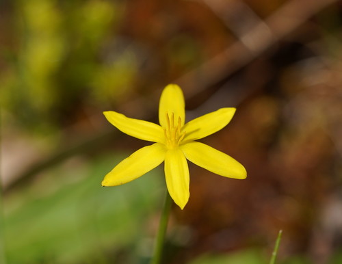Pauridia vaginata (yellow star)