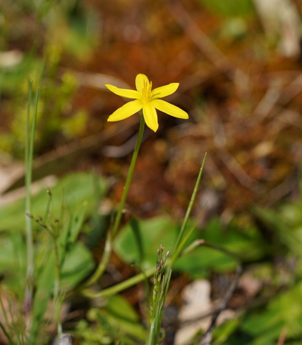 Pauridia vaginata (yellow star) (alternate view 2)