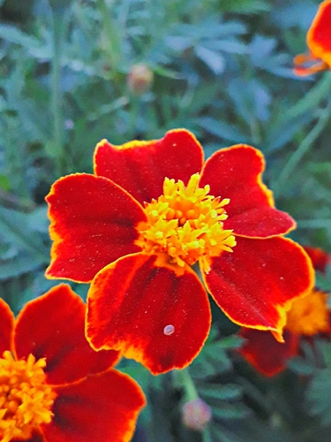 Tagetes patula (French marigold) (alternate view 6)