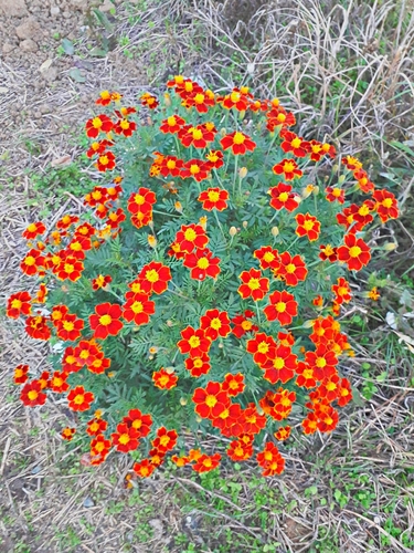 Tagetes patula (French marigold) (alternate view 7)