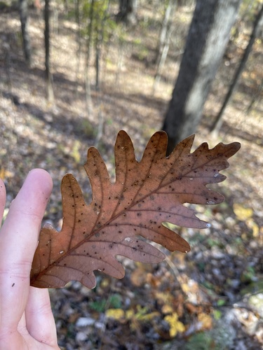 Quercus × saulii (Saul's oak)