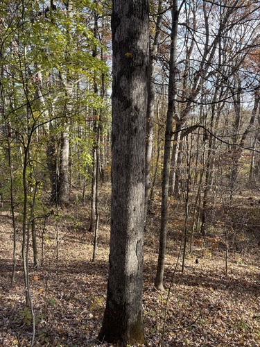 Quercus × saulii (Saul's oak) (alternate view 2)