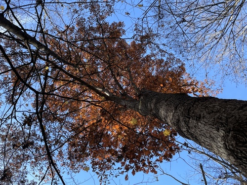 Quercus × saulii (Saul's oak) (alternate view 3)