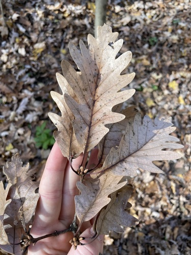 Quercus × saulii (Saul's oak) (alternate view 4)