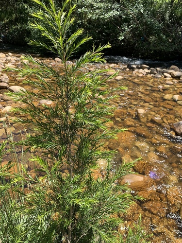 Melaleuca bracteata (black tea-tree)