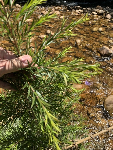 Melaleuca bracteata (black tea-tree) (alternate view 2)