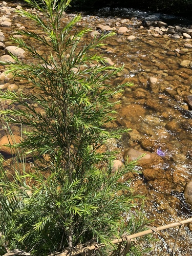 Melaleuca bracteata (black tea-tree) (alternate view 3)
