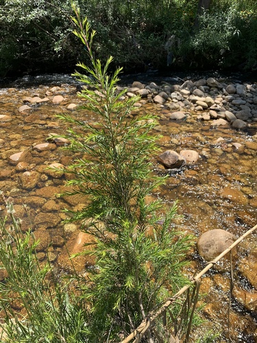 Melaleuca bracteata (black tea-tree) (alternate view 4)