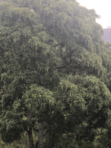Toona ciliata (Australian Red Cedar) (alternate view 7)