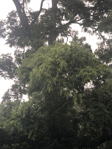 Toona ciliata (Australian Red Cedar) (alternate view 8)