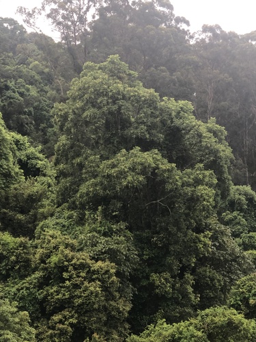 Toona ciliata (Australian Red Cedar) (alternate view 9)