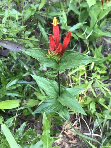 Spigelia marilandica (Indian Pink) (alternate view 5)