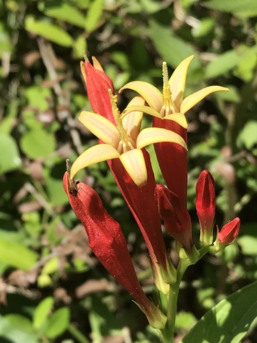Spigelia marilandica (Indian Pink) (alternate view 4)