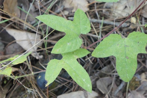 Passiflora suberosa (corkystem passionflower) (alternate view 3)