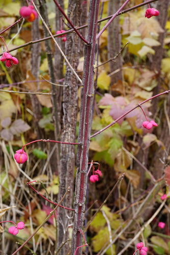 Euonymus europaeus (Spindle)