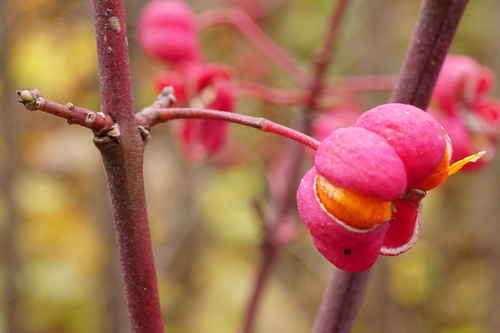 Euonymus europaeus (Spindle)