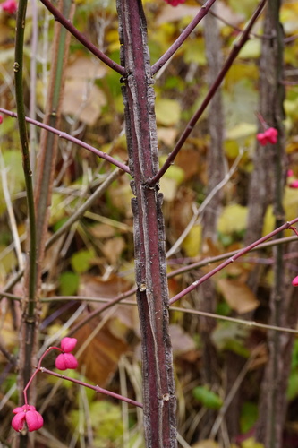 Euonymus europaeus (Spindle)