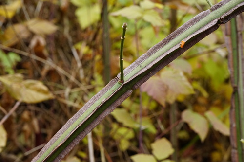 Euonymus europaeus (Spindle)