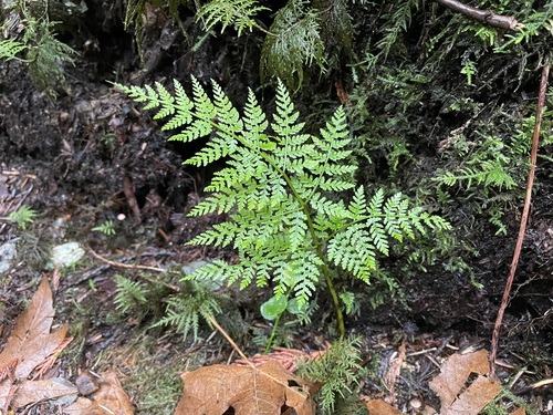 Dryopteris expansa (coast shield fern)