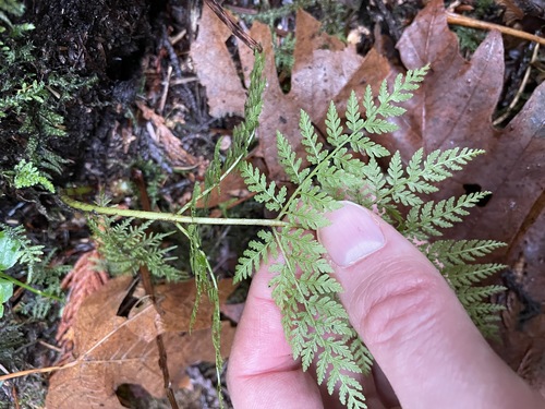 Dryopteris expansa (coast shield fern) (alternate view 2)