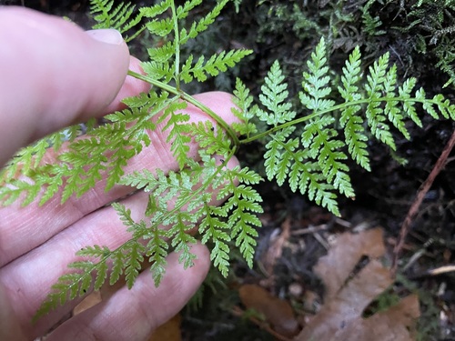 Dryopteris expansa (coast shield fern) (alternate view 3)