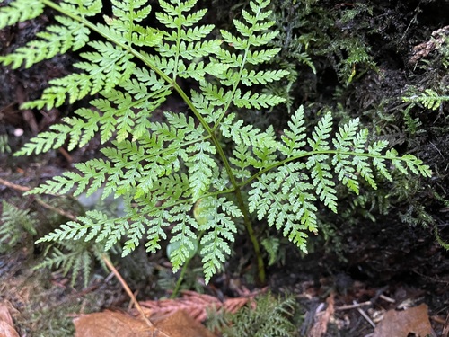 Dryopteris expansa (coast shield fern) (alternate view 4)