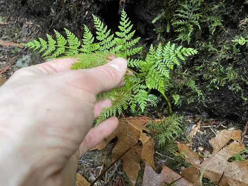 Dryopteris expansa (coast shield fern) (alternate view 5)