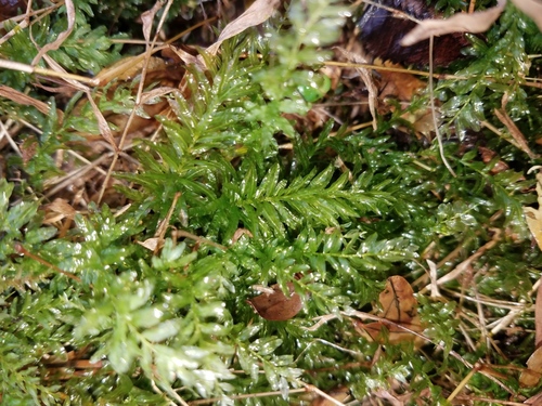Plagiomnium undulatum (Palm-tree Moss)