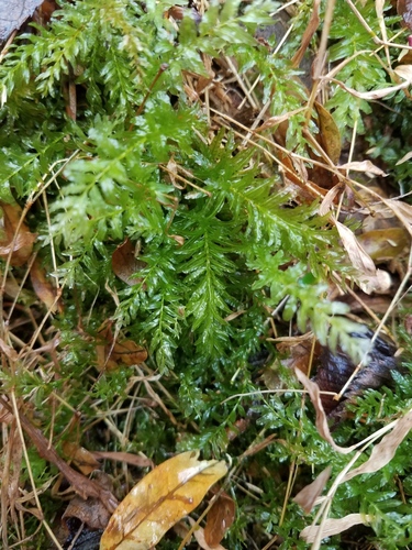 Plagiomnium undulatum (Palm-tree Moss)