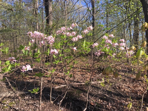 Rhododendron periclymenoides (Pinxter Flower) (alternate view 3)