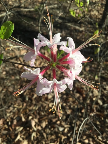 Rhododendron periclymenoides (Pinxter Flower) (alternate view 2)
