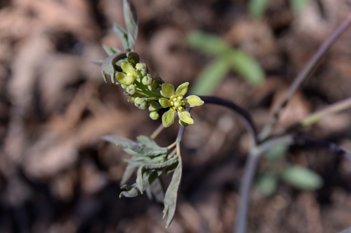 Caulophyllum thalictroides (Blue Cohosh)