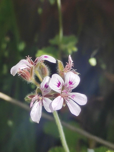 Pelargonium australe (Austral Stork's-bill) (alternate view 5)