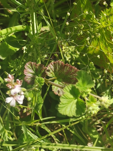 Pelargonium australe (Austral Stork's-bill) (alternate view 6)