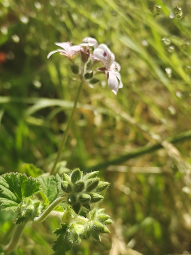 Pelargonium australe (Austral Stork's-bill) (alternate view 7)