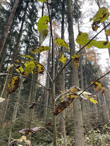 Salix caprea (goat willow)