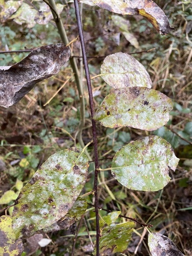 Salix caprea (goat willow)